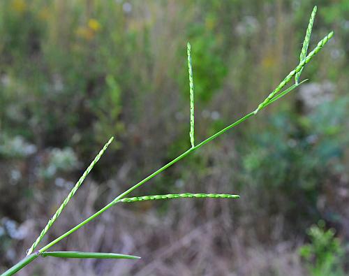 Urochloa_platyphylla_inflorescence1.jpg