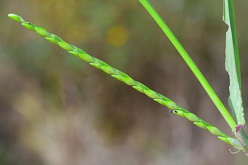 Urochloa_platyphylla_inflorescence2.jpg