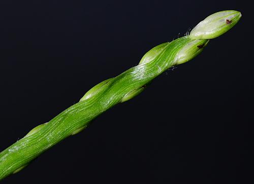 Urochloa_platyphylla_inflorescence3.jpg