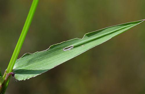 Urochloa_platyphylla_leaf1.jpg