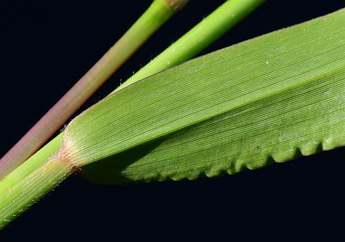 Urochloa_platyphylla_leaf2.jpg