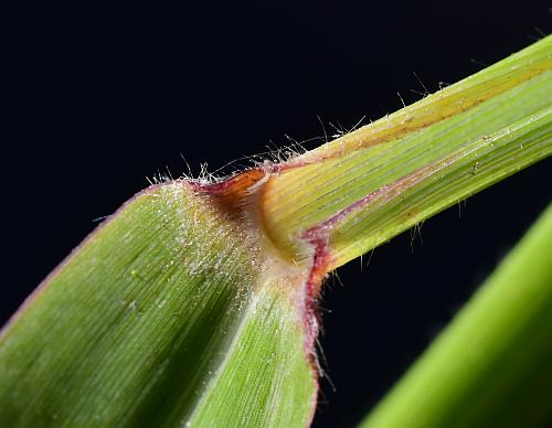 Urochloa_platyphylla_ligule.jpg