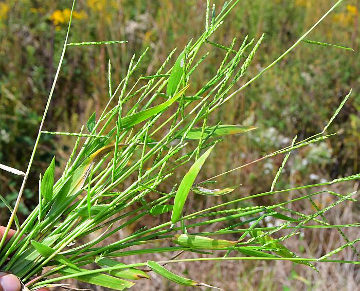 Urochloa_platyphylla_plant.jpg