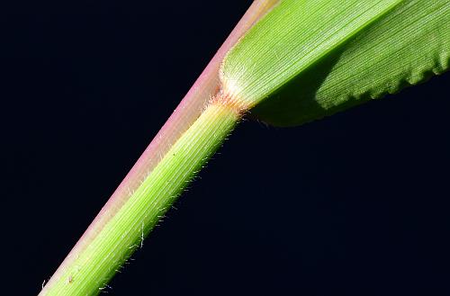 Urochloa_platyphylla_sheath.jpg