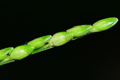 Urochloa_platyphylla_spikelets1.jpg