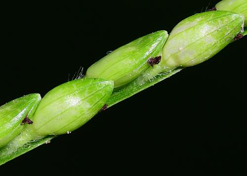 Urochloa_platyphylla_spikelets2.jpg