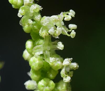 Urtica_dioica_flowers1.jpg