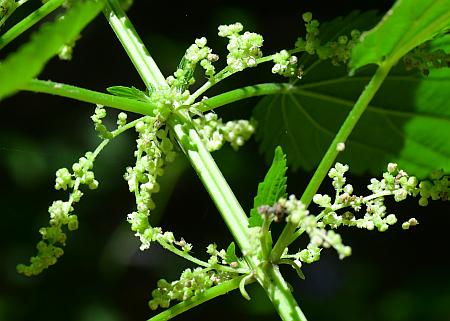 Urtica_dioica_inflorescences.jpg