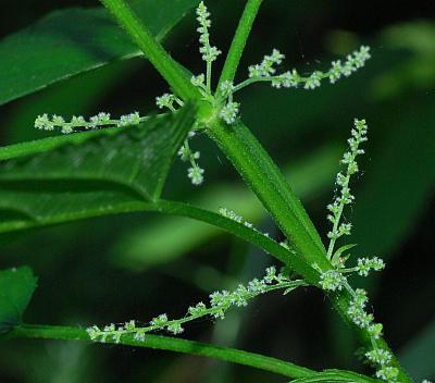 Urtica_dioica_inflorescences2.jpg