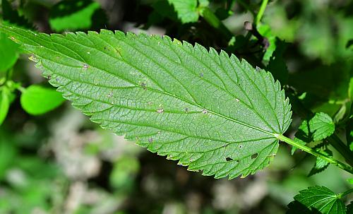 Urtica_dioica_leaf1.jpg