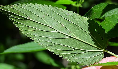 Urtica_dioica_leaf2.jpg