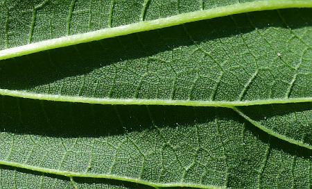 Urtica_dioica_leaf2a.jpg