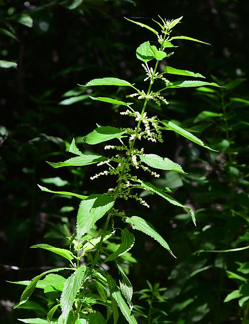 Urtica_dioica_plant.jpg