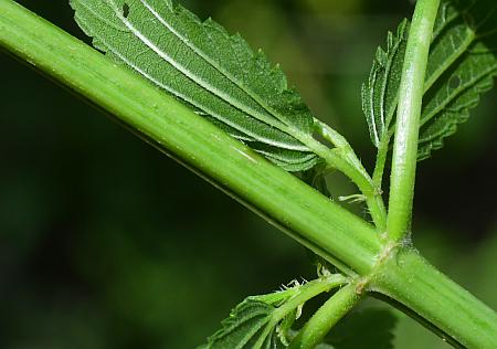 Urtica_dioica_stem.jpg