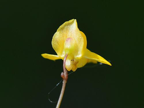 Utricularia_subulata_calyx.jpg