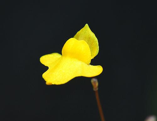 Utricularia_subulata_corolla1.jpg