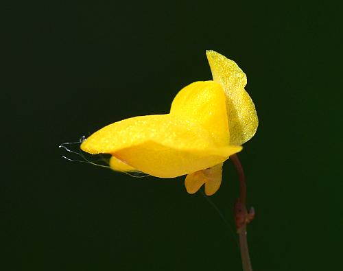 Utricularia_subulata_corolla2.jpg