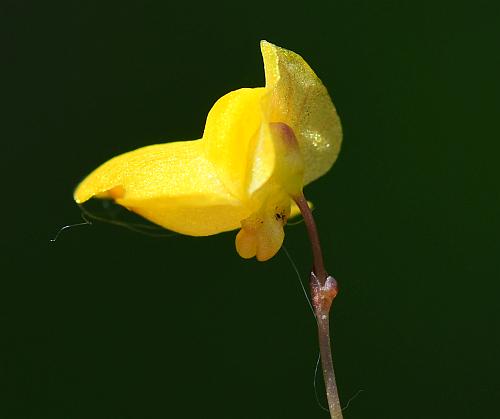 Utricularia_subulata_corolla3.jpg