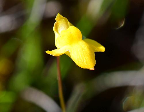 Utricularia_subulata_corolla4.jpg