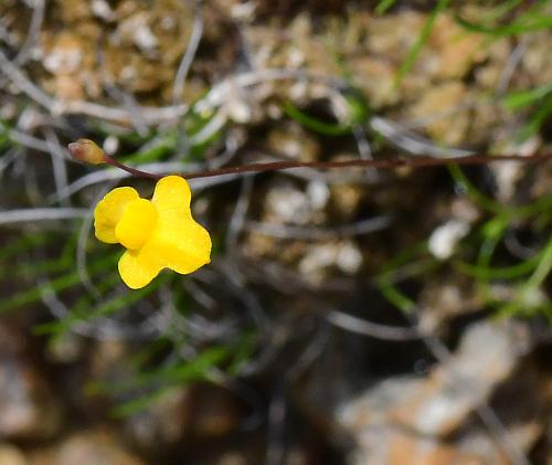 Utricularia_subulata_flower.jpg