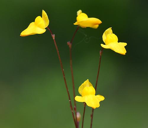 Utricularia_subulata_flowers.jpg