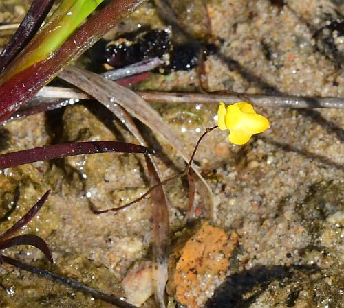 Utricularia_subulata_habit.jpg