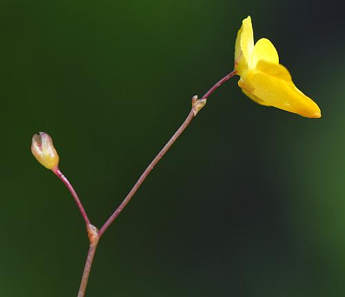 Utricularia_subulata_inflorescence.jpg