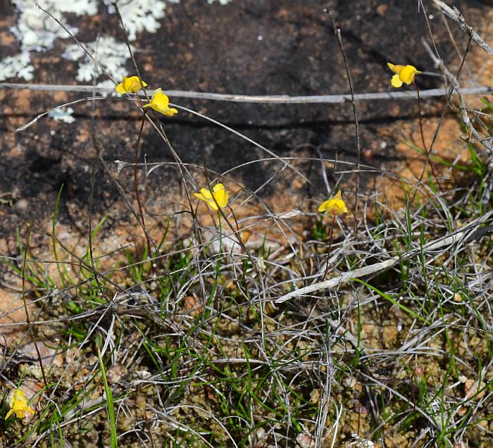 Utricularia_subulata_plant.jpg