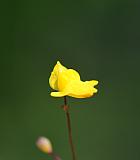 Utricularia subulata thumbnail