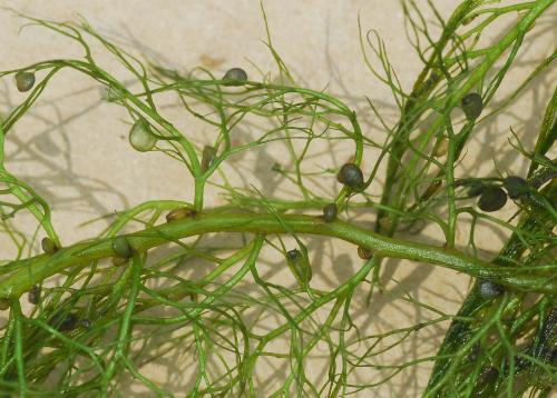 Utricularia_vulgaris_bladders.jpg