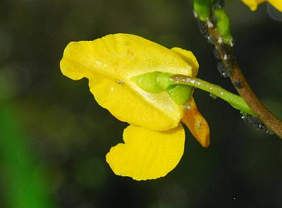 Utricularia_vulgaris_calyx.jpg