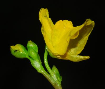Utricularia_vulgaris_flower1.jpg