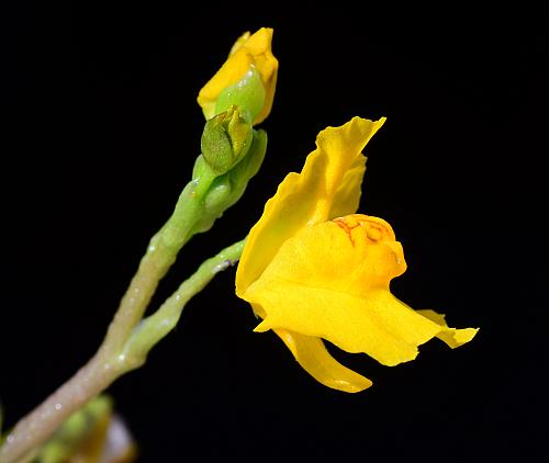 Utricularia_vulgaris_flower2.jpg