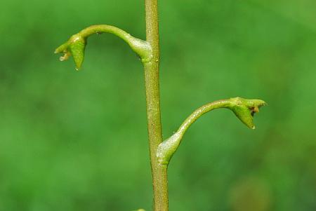 Utricularia_vulgaris_fruits.jpg