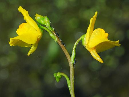 Utricularia_vulgaris_inflorescence.jpg