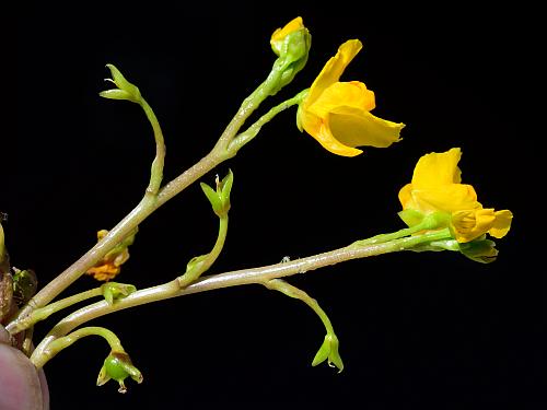 Utricularia_vulgaris_inflorescence2.jpg