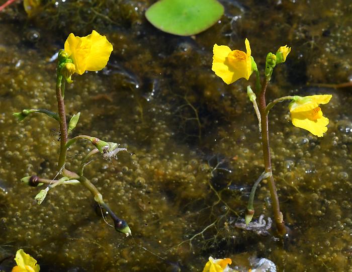 Utricularia_vulgaris_plant.jpg