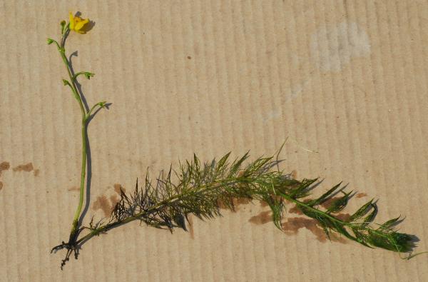 Utricularia_vulgaris_plant2.jpg