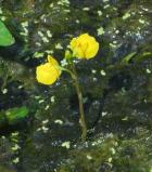 Utricularia vulgaris thumbnail