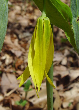 Uvularia_grandiflora_flower.jpg