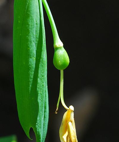 Uvularia_grandiflora_fruit1.jpg