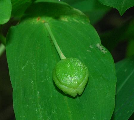 Uvularia_grandiflora_fruit2.jpg