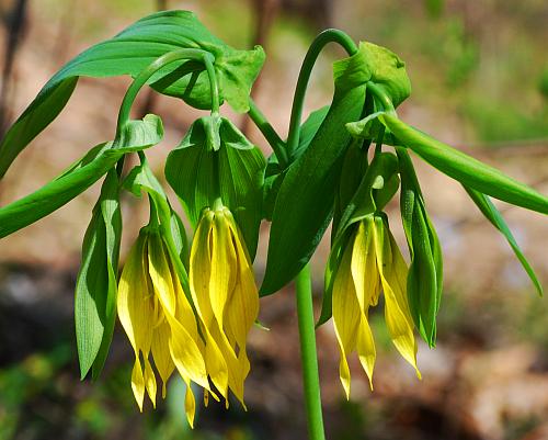 Uvularia_grandiflora_inflorescence.jpg