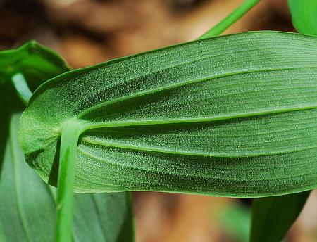 Uvularia_grandiflora_leaf2.jpg