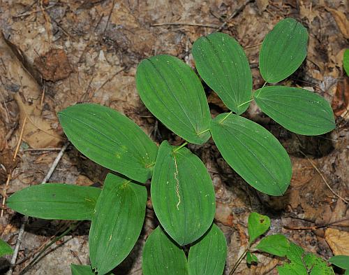 Uvularia_grandiflora_leaves.jpg