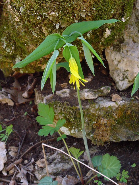 Uvularia_grandiflora_plant.jpg