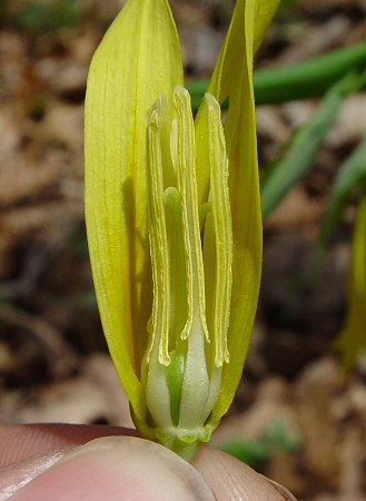 Uvularia_grandiflora_stamens.jpg