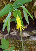 Uvularia grandiflora thumbnail