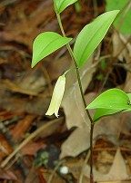 Uvularia sessilifolia thumbnail