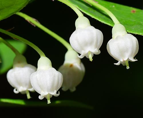 Vaccinium_arboreum_flowers1.jpg